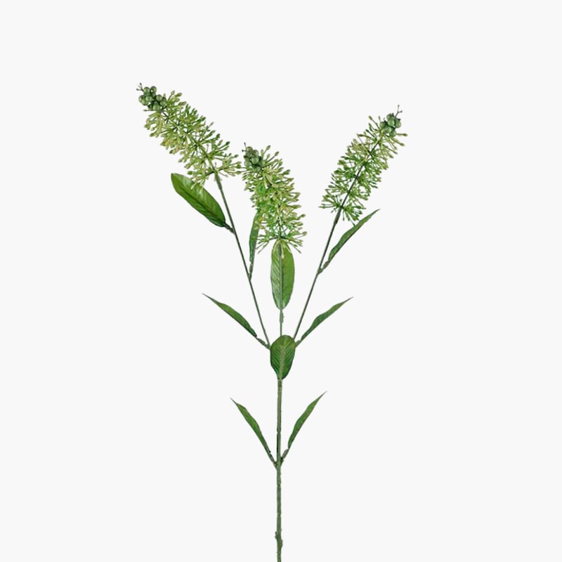 Astilbe 70 cm 