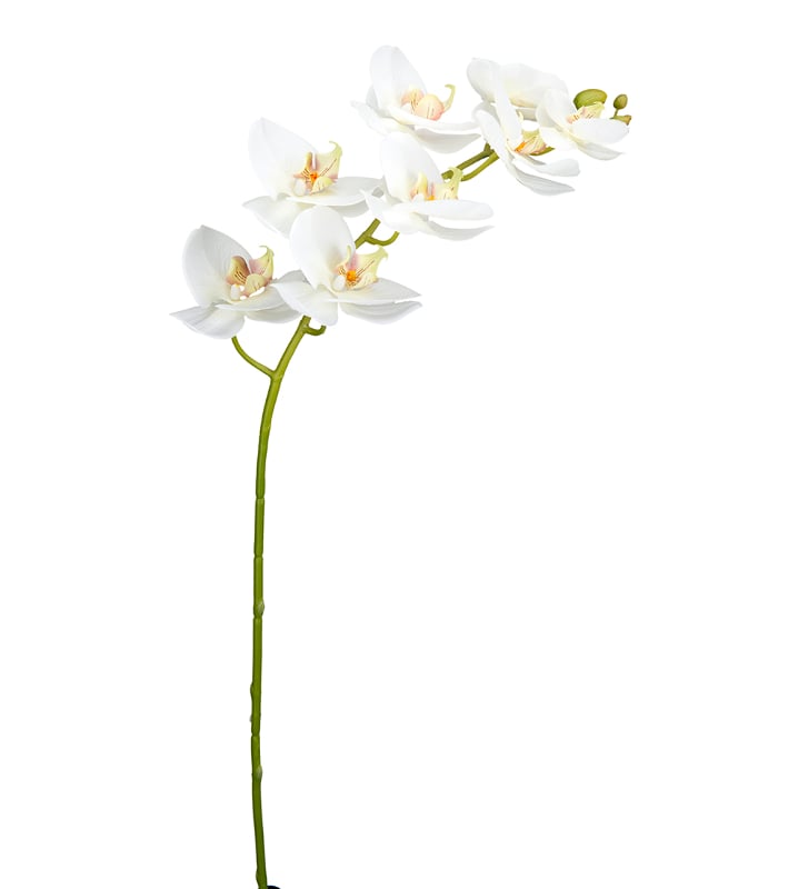 Phalaenopsis Orkidea 95cm Mr Plant