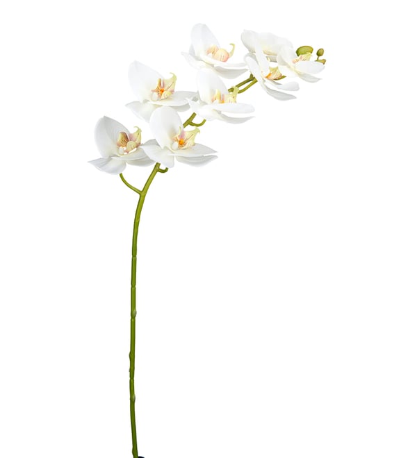 Phalaenopsis Orkidea 95cm Mr Plant