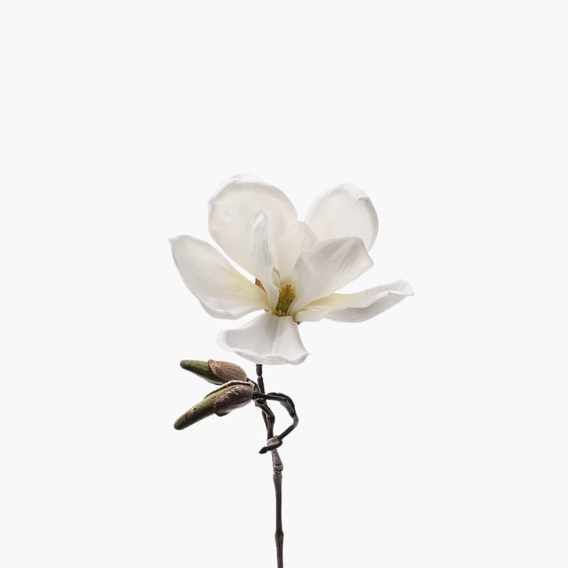 Magnolia valkoinen 30 cm 