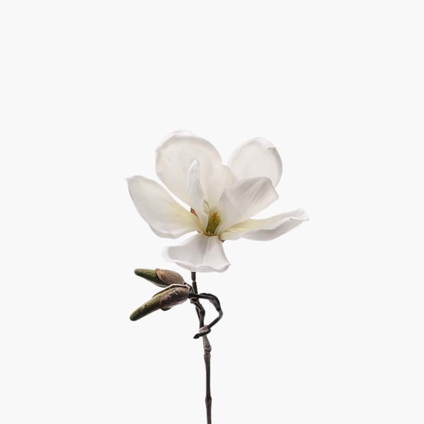 Magnolia valkoinen 30 cm 