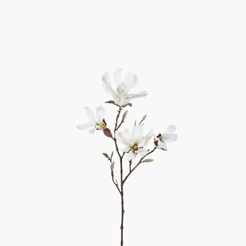 Magnolia valkoinen 50 cm 