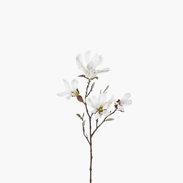 Magnolia valkoinen 50 cm 