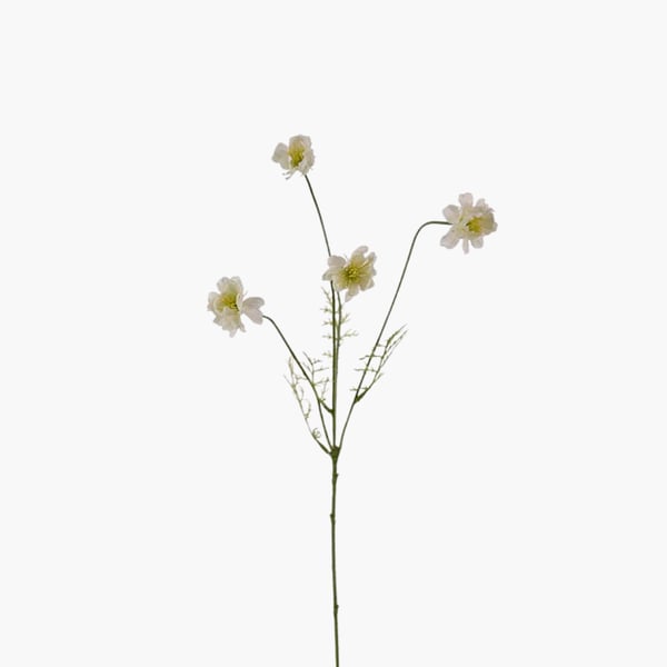 Cosmos valkoinen 55 cm 