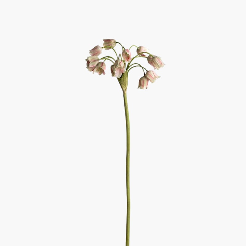 Allium vihreä 65 cm 