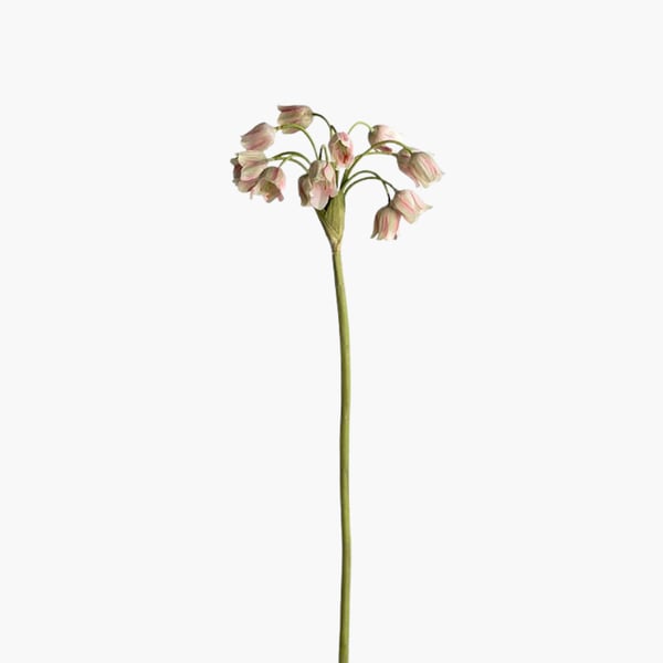 Allium vihreä 65 cm 
