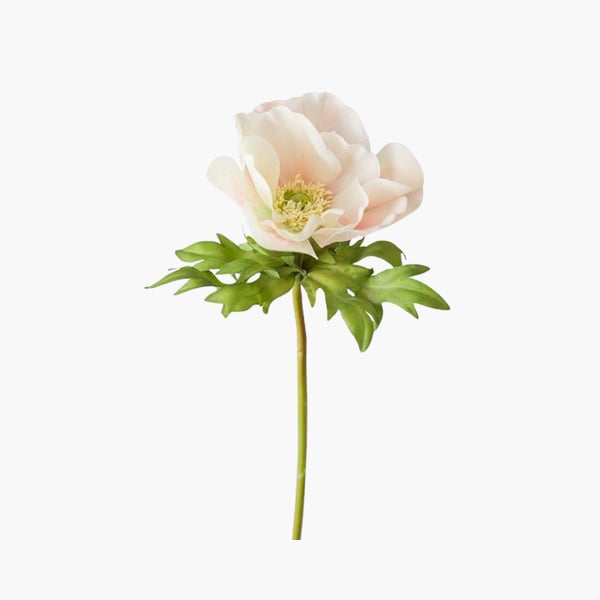 Anemone puuteri 45 cm 