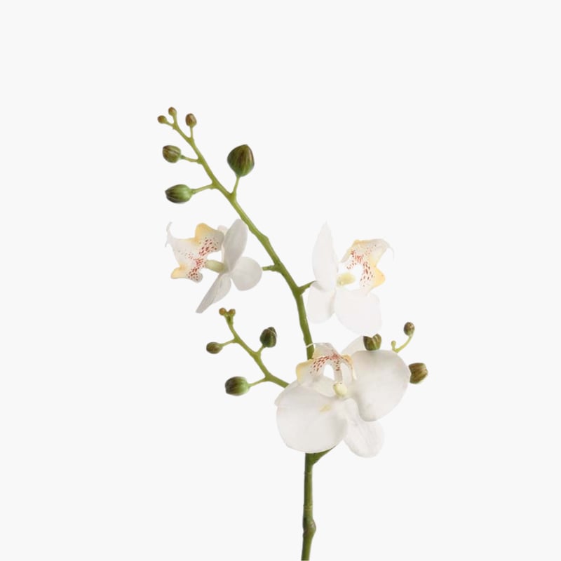 Orkidea 3 kukkaa 50 cm 