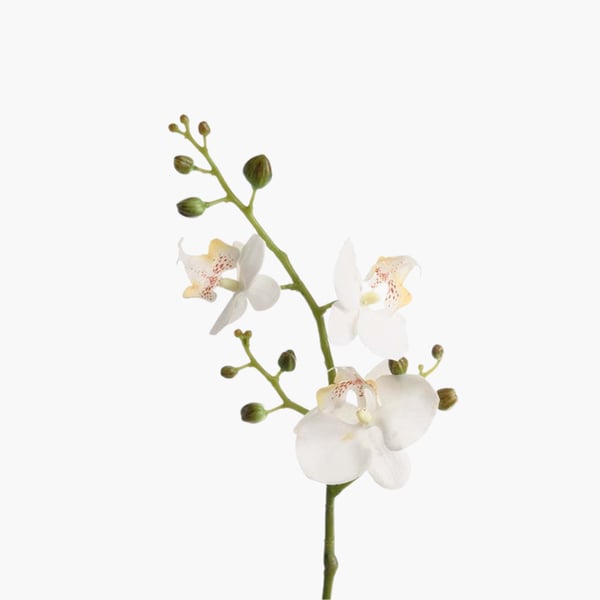 Orkidea 3 kukkaa 50 cm 