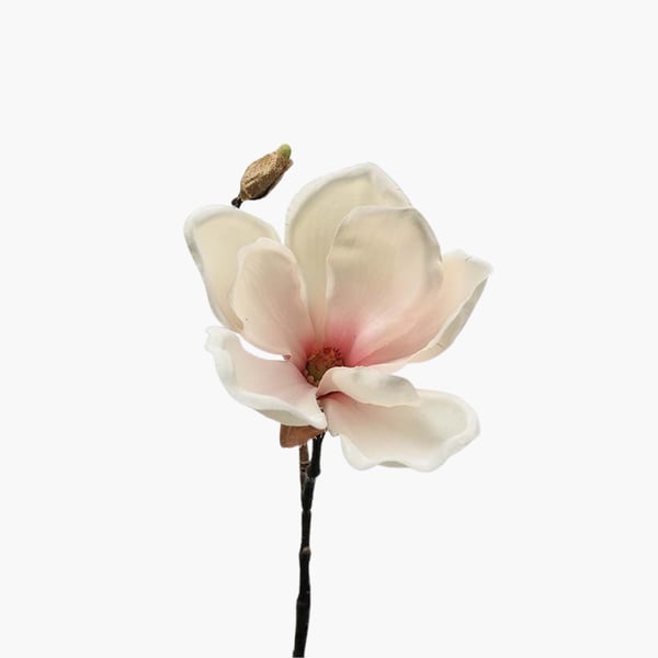 Magnolia persikka 30 cm 