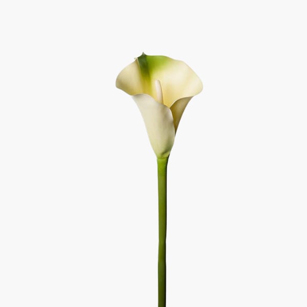 Calla vihreä 80 cm 