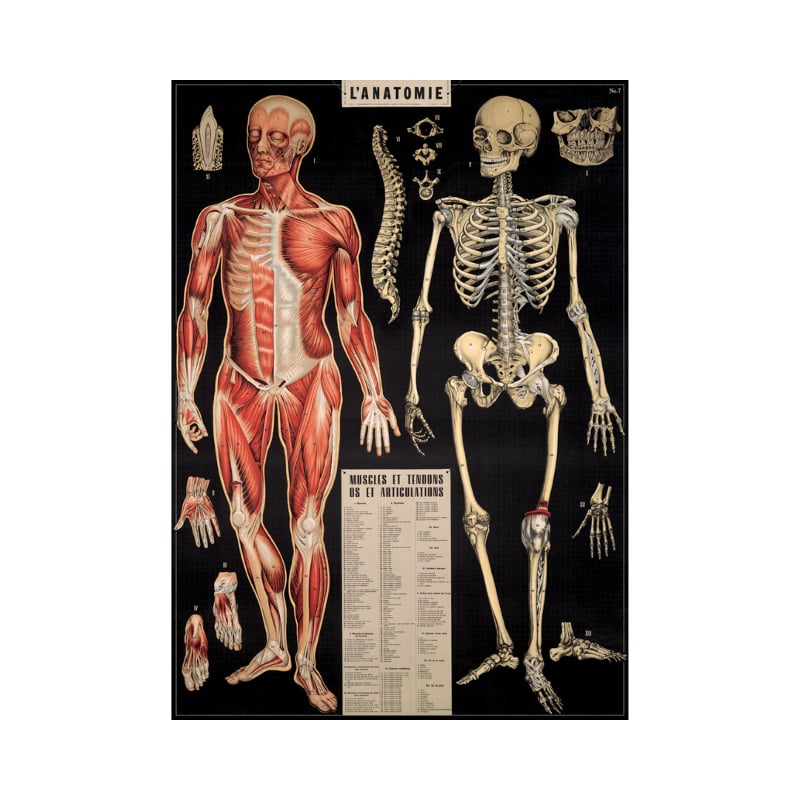 Juliste Anatomie Cavallini 