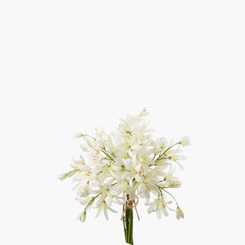 Agapanthus nippu 30 cm 