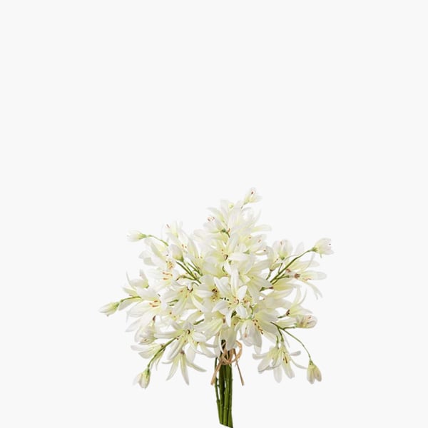 Agapanthus nippu 30 cm 